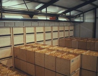 В Україні набирає популярності контейнерне зберігання картоплі